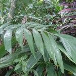Ptychosperma macarthurii Hoja
