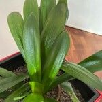 Clivia miniata Leaf