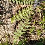 Sisymbrium altissimum Leaf