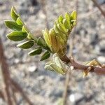 Swainsona formosa Leaf