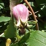 Clematis viorna Flor