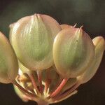 Ferula longipes Fruit