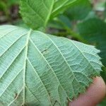 Rubus nessensis Other