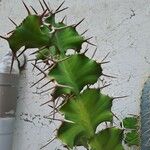 Euphorbia lactea Leaf