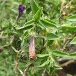 Petunia × atkinsiana Lapas