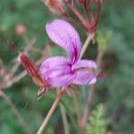 Pelargonium multicaule ᱵᱟᱦᱟ