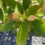 Sassafras albidumLeaf