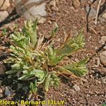 Sclerochloa dura Habit