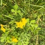 Solanum rostratumFlor