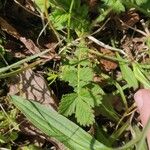 Agrimonia eupatoria Leaf