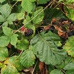 Rubus sprengelii 形態