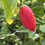 Coccinia grandis Fruit