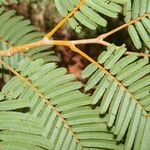 Enterolobium schomburgkii Leaf