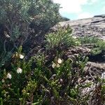 Cassiope mertensiana Blatt