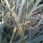 Phalaris arundinacea Feuille