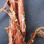 Cyperus macrostachyos Прочее