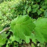 Rubus alceifolius Leaf