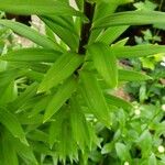 Lilium lancifolium List