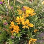Ulex gallii Flor