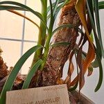 Worsleya procera Kora