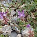 Scutellaria alpina Habit