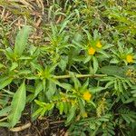Ludwigia grandiflora Likasa