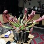 Sarracenia psittacina Yaprak