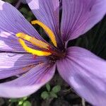 Crocus sativus Kvet