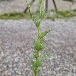 Tripleurospermum inodorumLeaf