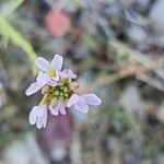 Erucaria hispanica Flor