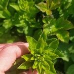 Euphorbia hirsuta Leaf