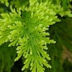 Selaginella pallescens Ліст