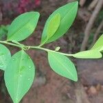 Erythroxylum coca Blad