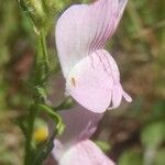 Misopates calycinum फूल