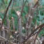Spiraea cantoniensis Rinde