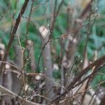 Spiraea cantoniensis Écorce