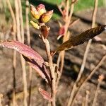 Rhododendron viscosum 葉