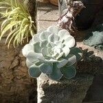 Echeveria lilacina Folio