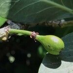 Garcinia livingstonei Fruchs