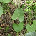 Petasites paradoxus Hoja