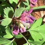 Corydalis intermedia Інше