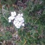 Achillea erba-rotta Flower