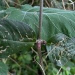 Achyranthes aspera Bark