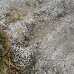 Eragrostis minor Maua