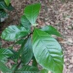 Psychotria carthagenensis Blad