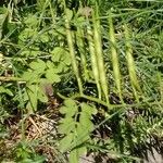 Cardamine graeca Fruit