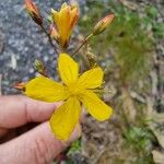 Hypericum annulatum Virág