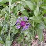 Centaurea triumfettii Habit