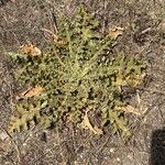 Verbascum sinuatum Листок