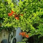 Campsis radicansFlower